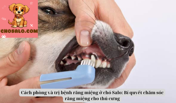 Cách phòng và trị bệnh răng miệng ở chó Salo: Bí quyết chăm sóc răng miệng cho thú cưng