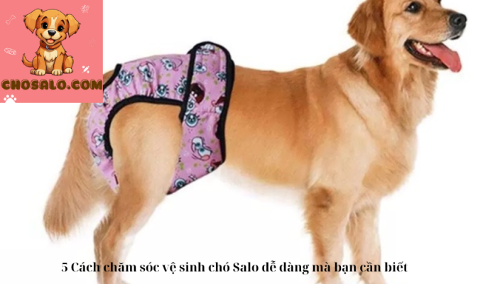 5 Cách chăm sóc vệ sinh chó Salo dễ dàng mà bạn cần biết