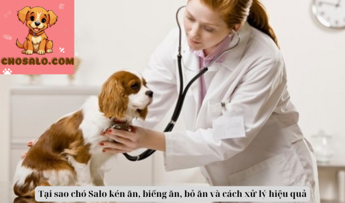 Tại sao chó Dogo Argentino kén ăn, biếng ăn, bỏ ăn và cách xử lý hiệu quả