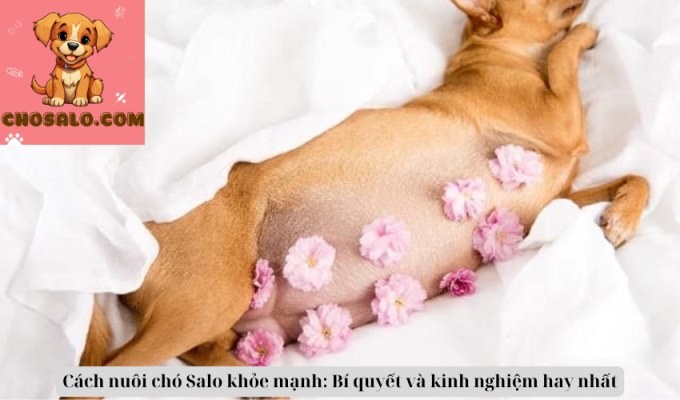 Cách nuôi chó Salo khỏe mạnh: Bí quyết và kinh nghiệm hay nhất