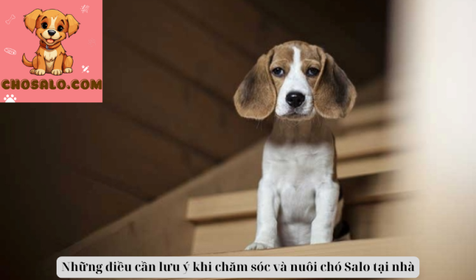 Những điều cần lưu ý khi chăm sóc và nuôi chó Salo tại nhà