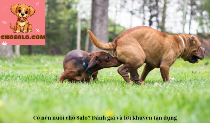 Có nên nuôi chó Salo? Đánh giá và lời khuyên tận dụng