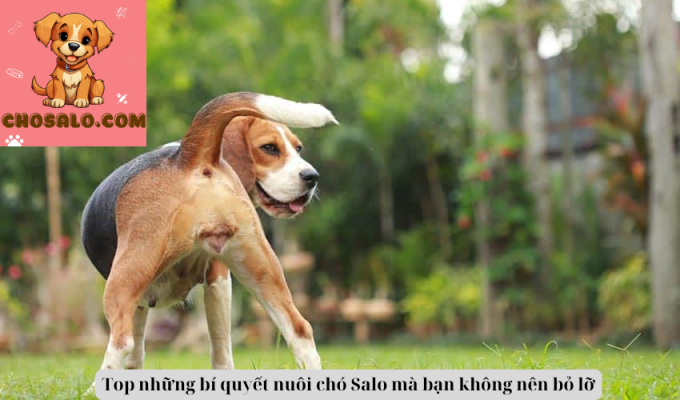 Top những bí quyết nuôi chó Salo mà bạn không nên bỏ lỡ