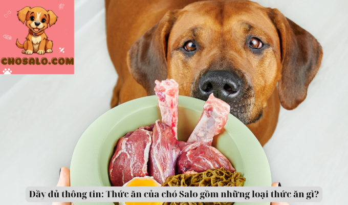 Đầy đủ thông tin: Thức ăn của chó Dogo Argentino gồm những loại thức ăn gì?