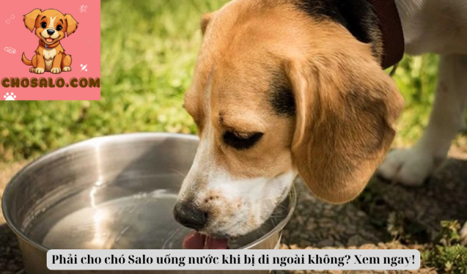 Phải cho chó Salo uống nước khi bị đi ngoài không? Xem ngay!