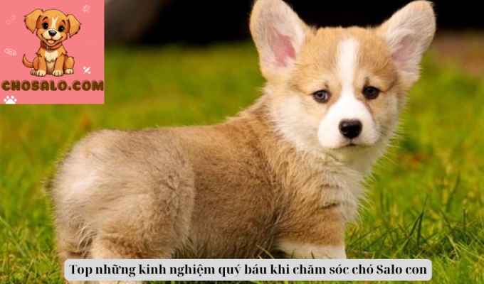 Top những kinh nghiệm quý báu khi chăm sóc chó Dogo Argentino con