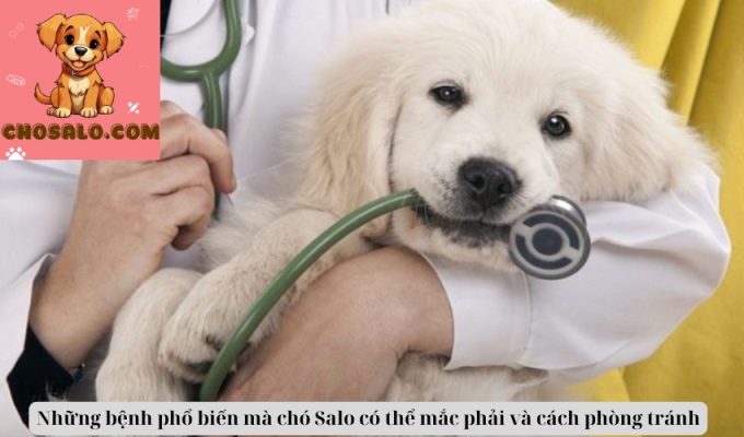 Những bệnh phổ biến mà chó Salo có thể mắc phải và cách phòng tránh