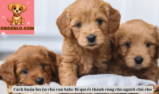 Cách huấn luyện chó con Salo: Bí quyết thành công cho người chủ chó