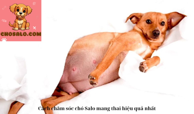 Cách chăm sóc chó Salo mang thai hiệu quả nhất