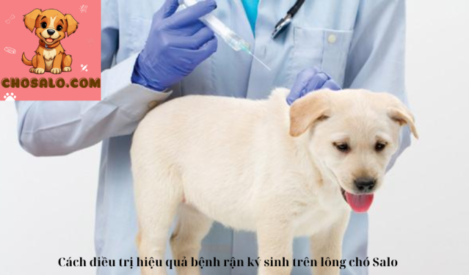 Cách điều trị hiệu quả bệnh rận ký sinh trên lông chó Salo